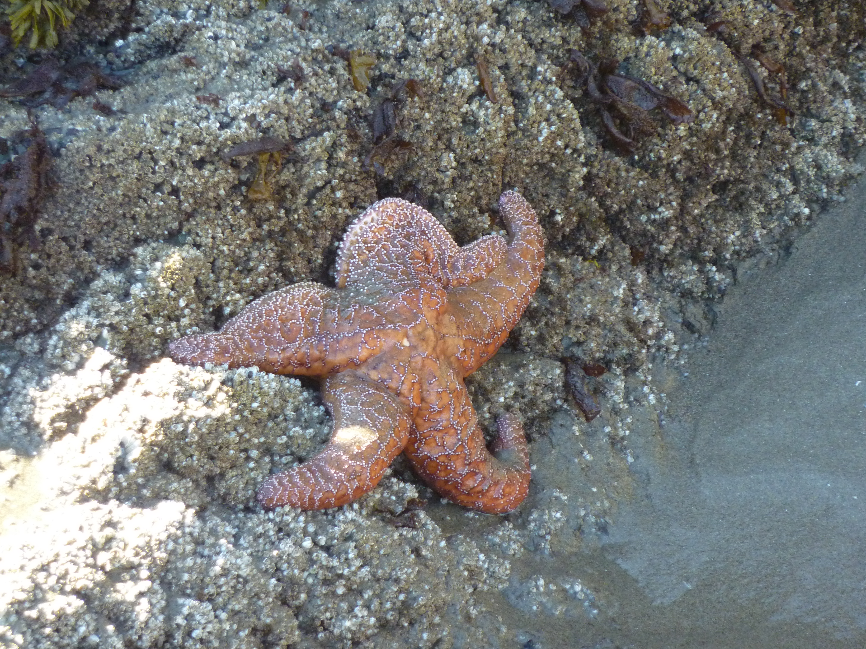 sea star